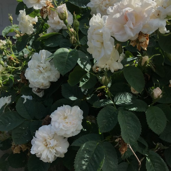 Meet your Posher, K - Picture 1 of 1